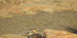 Pulling out the stops for the plover