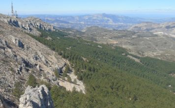 Regional forestry plan outlined