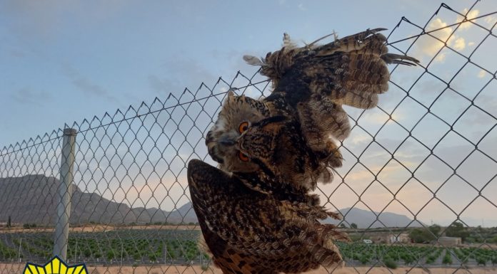 Owl saved