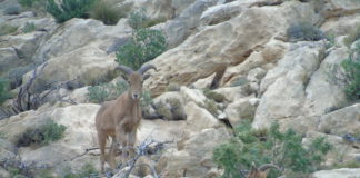 Plan to tackle rapid expansion of wild boar and Barbary sheep