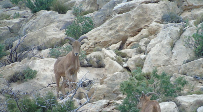 Plan to tackle rapid expansion of wild boar and Barbary sheep