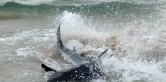 Benidorm shark shock