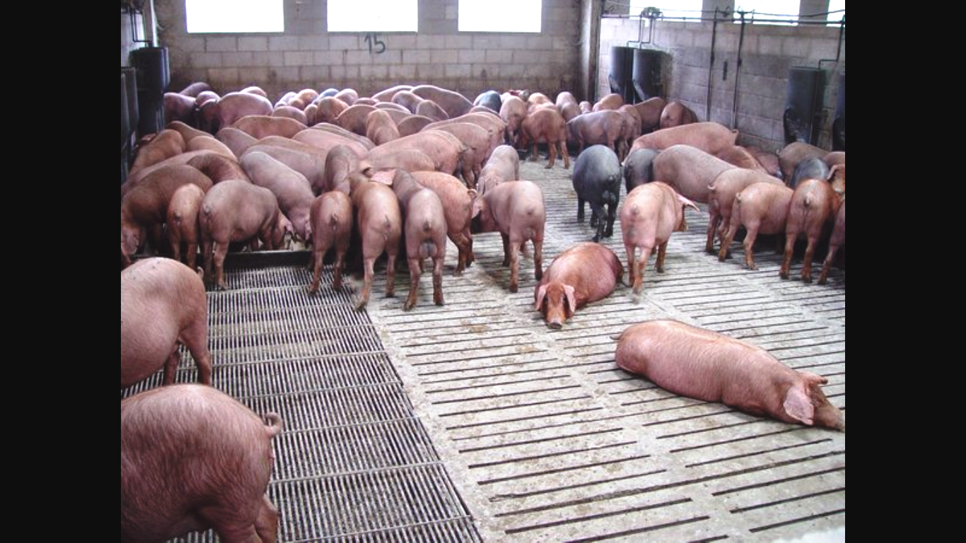 Свиньи как бизнес видео. Немецкая свиноферма. Модная одежда для свинофермы. Разводить свиней. Свинофермы в Европе.