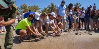 Head start for young turtles