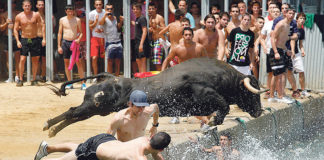 A load of bull