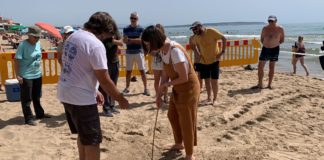 Detecting turtles