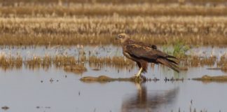 Harrier fights back