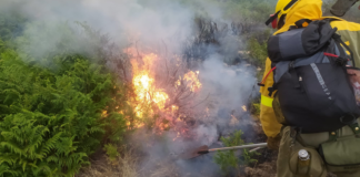 Regions ordered to provide better response to forest fires
