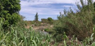 Reed removal project proceeds