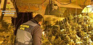 Quesada cannabis farm found