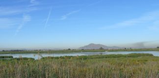 Bird protection declaration celebrated