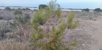 Driest ever in Torrevieja
