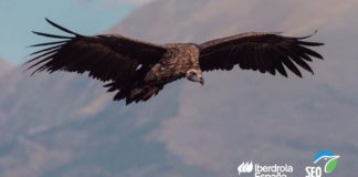 Study reveals the secrets of the black vulture
