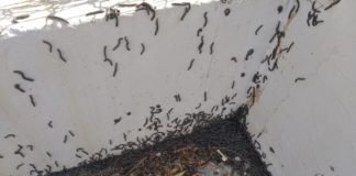 Invasion of the millipedes