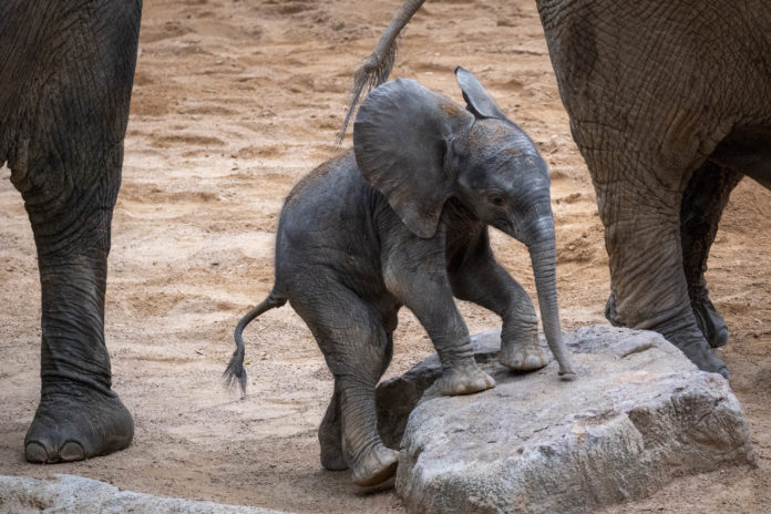 Bebé elefante nacido |  Costa Noticias