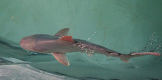Aquarium elated at baby sharks