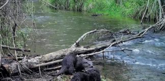 Otters’ odyssey of hope