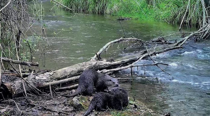 Otters’ odyssey of hope