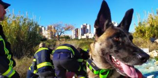 ‘Hero’ sniffer dog finds missing pensioner