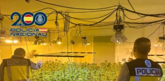‘Industrial scale’ marijuana plantation dismantled