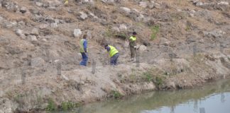 Work underway to eliminate invasive canes