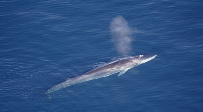 Fin whales may be residents, say scientists
