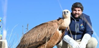 Vultures thriving in Murcia