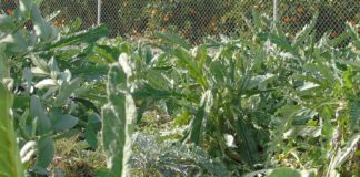 Going organic