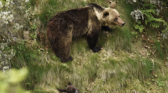 Bear cubs brought into the world