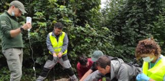 Transmitters used to find out more about bears