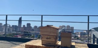 Bonus for bees