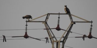 Bird mortality reduced by more than 25%