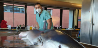 Sperm taken from rare shark
