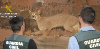 Action against trade in protected species