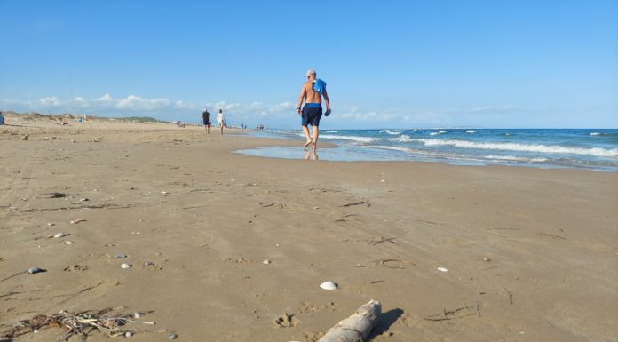 Dead fish wash up on beaches