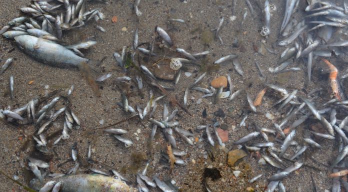 Fish out of water