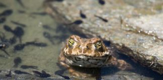 In a hole for selling rare toads
