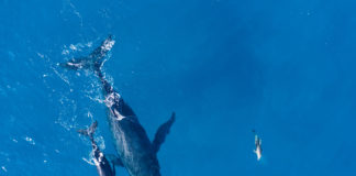 Bid to give more protection to cetaceans