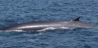 ‘Whale Way’ peak traffic off Marina Alta shores
