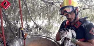 Animal rescues