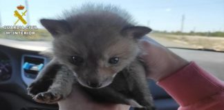 Guardia outfox seller