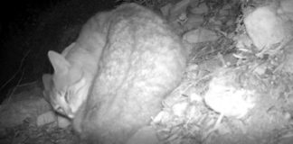 Wild about cats