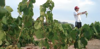 Swapping grapes for solar panels