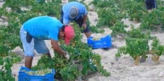 Alicante winemaking rules revised