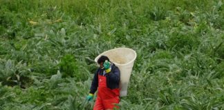 Isolation plan for field workers