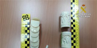 Ivory traders taken to task