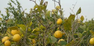 Bid to halt the spread of invasive mealybug