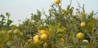 Chance to pick council’s fruit