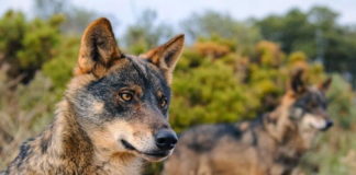 For and against wolf protection