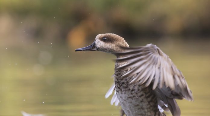 EU foots bill to save duck